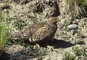 Bonasa: Ruffed Grouse female