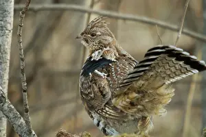 Attract: Ruffed Grouse in the Forest
