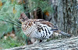 Bonasa: Ruffed Grouse - On Log