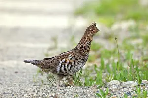 Bonasa: Ruffed Grouse - male
