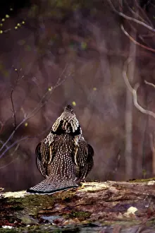 Bonasa: Ruffed Grouse - male