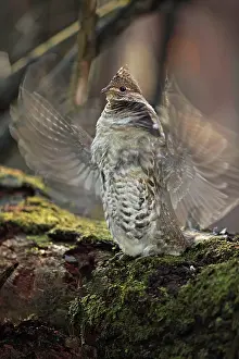 Bonasa: Ruffed Grouse - Male engaged in courtship display