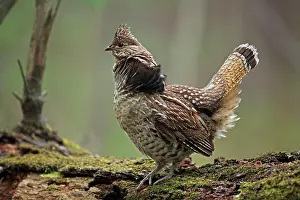 Bonasa: Ruffed Grouse - Male engaged in courtship display