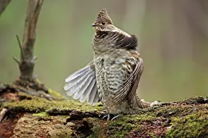 Bonasa: Ruffed Grouse - Male engaged in courtship display