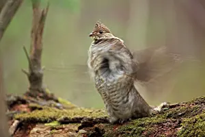 Bonasa: Ruffed Grouse - Male engaged in courtship display
