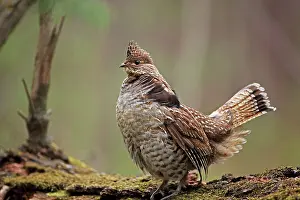 Bonasa: Ruffed Grouse - Male engaged in courtship display