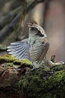 Bonasa: Ruffed Grouse - Male engaged in courtship display