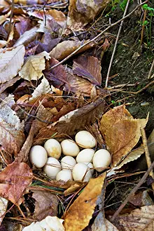Bonasa: Ruffed Grouse - nest on forest floor - April