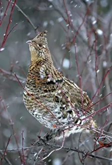 Bonasa: Ruffed Grouse perched in saskatoon bush during snowstorm