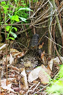 Bonasa: Ruffed Grouse - sitting on nest on forest floor - April