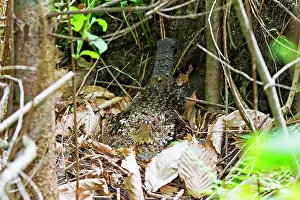 Bonasa: Ruffed Grouse - sitting on nest on forest floor - April