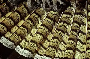 Bonasa: Ruffed Grouse Tail Feathers