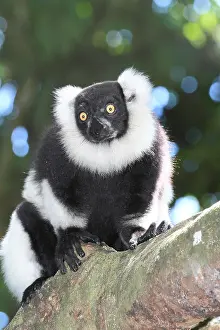 Equatorial: Ruffed lemur (Varecia variegata) adult on a branch