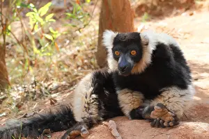 Equatorial: Ruffed lemur (Varecia variegata) adult sitting on