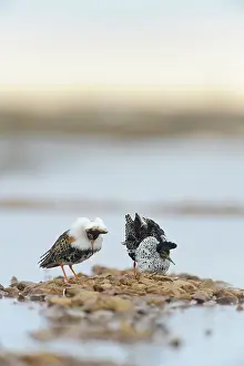 Xd6sterbotten: Ruff