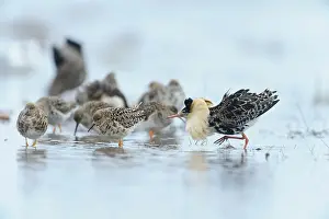 Xd6sterbotten: Ruff