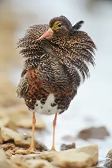 Xd6sterbotten: Ruff