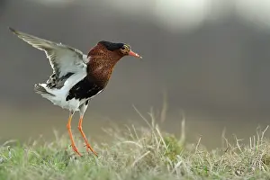 Xd6sterbotten: Ruff