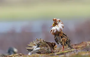Lekking: Ruff
