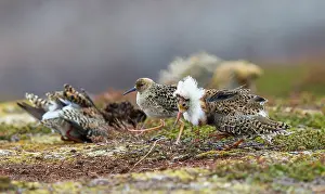 Lekking: Ruff