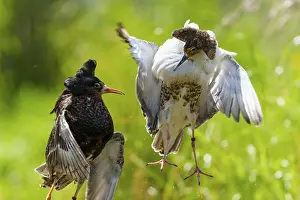 Isolated: Two ruffs in tense flight pose