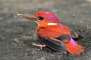 January: Rufous-Backed Kingfisher