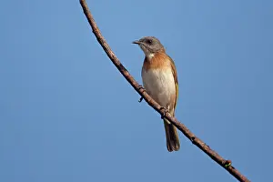 Albogularis: Rufous-banded Honeyeater - perched on a branch