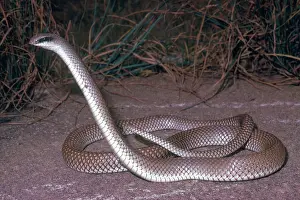 Beaked: Rufous Beaked Snake