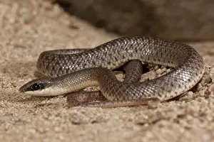 Beaked: Rufous Beaked Snake, Rhamphiophis rostratus