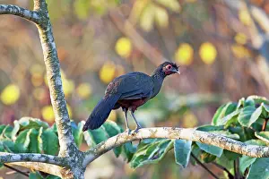 Ortalis: Rufous-bellied Chachalaca