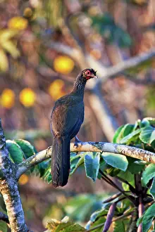 Ortalis: Rufous-bellied Chachalaca - in March