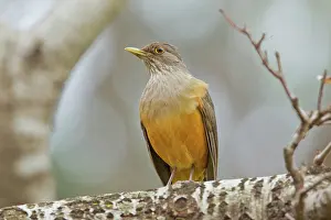 Rufiventris: Rufous-bellied Thrush