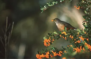 Thrushes: RUFOUS-BELLIED THRUSH - on branch with berries