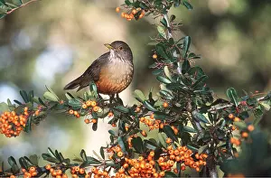 Thrushes: RUFOUS-BELLIED THRUSH - on branch with berries