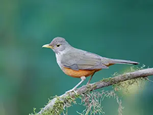 Thrush: Rufous Bellied Thrush Turdus rufiventris Atlantic
