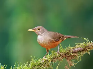 Thrush: Rufous Bellied Thrush Turdus rufiventris Atlantic