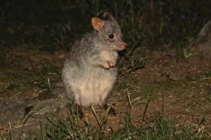 310517: Rufous Bettong 2624