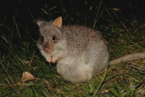 310517: Rufous Bettong 3446