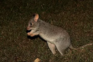 310517: Rufous Bettong 4026
