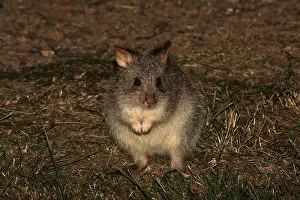 310517: Rufous Bettong 4048