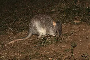 310517: Rufous Bettong 4108