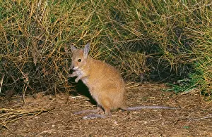 Rufescens: Rufous Bettong or Rufous RAT-KANGAROO
