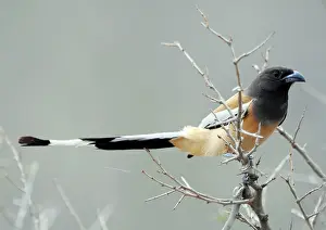 Vagabunda: Rufous-Billed Treepie