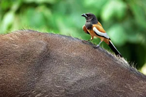 Unicolor: Rufous-billed treepie - On sambar (cervus unicolor)