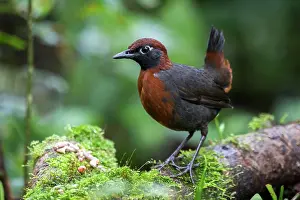 Passeriforme: Rufous-breasted antthrush (Formicarius rufipectus)