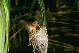 Gillean White: Rufous-breasted Hermit Hummingbird