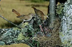 Gillean White: Rufous Bush CHAT / rufous-tailed Scrub-robin /