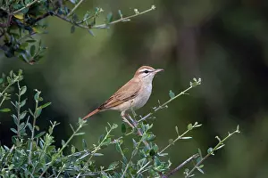 Galactotes: Rufous Bush Robin