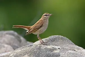 Galactotes: Rufous Bush Robin