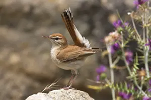 Galactotes: Rufous Bush Robin